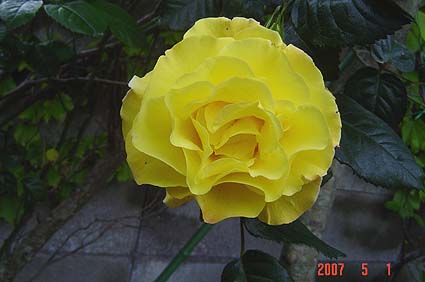 f:id:dk_hanaya:20070501160934j:plain f:id:dk_hanaya:20070501160934j:plain
