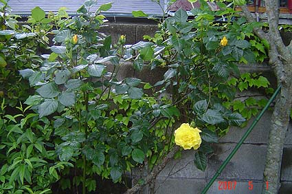 f:id:dk_hanaya:20070501161419j:plain f:id:dk_hanaya:20070501161419j:plain