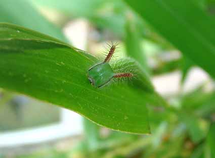 f:id:dk_hanaya:20070922072807j:plain