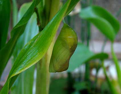 f:id:dk_hanaya:20071004071304j:plain