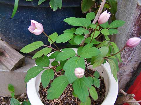 f:id:dk_hanaya:20080426070221j:plain f:id:dk_hanaya:20080426070221j:plain