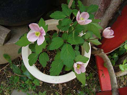 f:id:dk_hanaya:20080427082927j:plain f:id:dk_hanaya:20080427082927j:plain