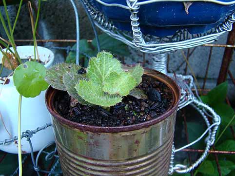 f:id:dk_hanaya:20080910175556j:plain