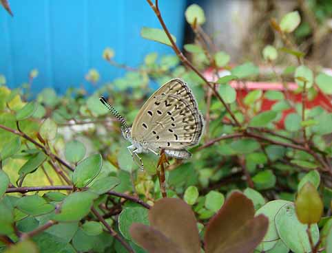 f:id:dk_hanaya:20081006101809j:plain