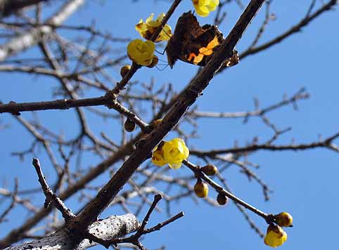 f:id:dk_hanaya:20090202111051j:plain f:id:dk_hanaya:20090202111051j:plain
