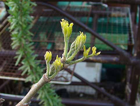 f:id:dk_hanaya:20090408163300j:plain f:id:dk_hanaya:20090408163300j:plain