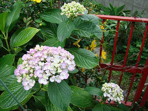 f:id:dk_hanaya:20090608143100j:plain f:id:dk_hanaya:20090608143100j:plain