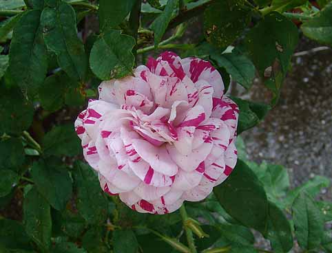 f:id:dk_hanaya:20090614065827j:plain f:id:dk_hanaya:20090614065827j:plain