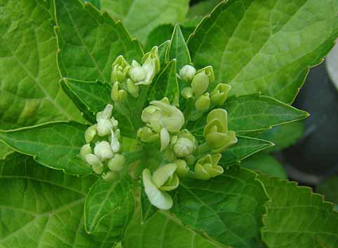 f:id:dk_hanaya:20090614153439j:plain f:id:dk_hanaya:20090614153439j:plain