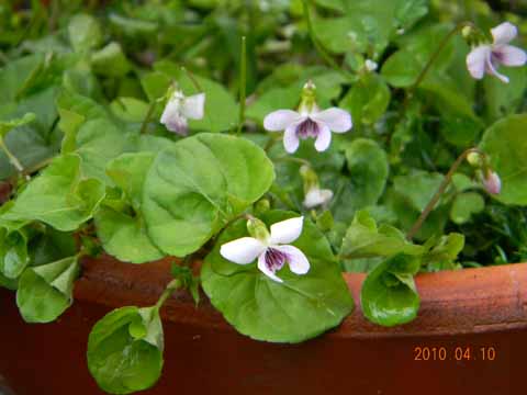 f:id:dk_hanaya:20100410104324j:plain