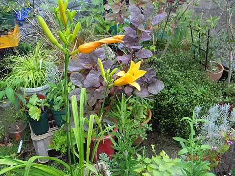 f:id:dk_hanaya:20100712070646j:plain f:id:dk_hanaya:20100712070646j:plain
