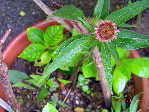 f:id:dk_hanaya:20100712070822j:plain f:id:dk_hanaya:20100712070822j:plain