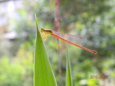 f:id:dk_hanaya:20100828063349j:plain f:id:dk_hanaya:20100828063349j:plain