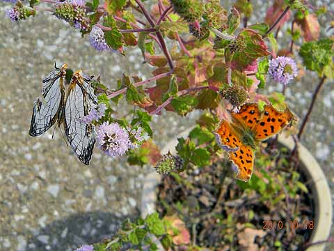 f:id:dk_hanaya:20101018135205j:plain