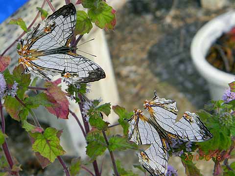 f:id:dk_hanaya:20101018145139j:plain