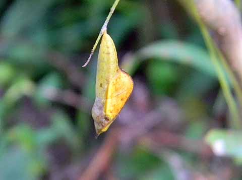 f:id:dk_hanaya:20101019091908j:plain