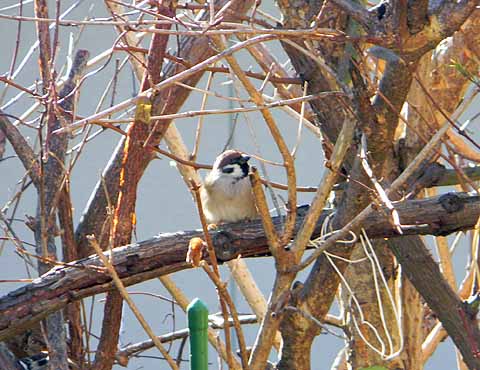 f:id:dk_hanaya:20101204114726j:plain f:id:dk_hanaya:20101204114726j:plain