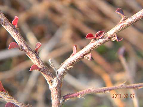 f:id:dk_hanaya:20110207145204j:plain