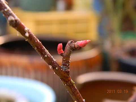 f:id:dk_hanaya:20110319162652j:plain f:id:dk_hanaya:20110319162652j:plain