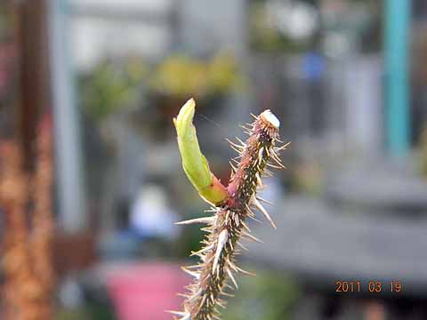 f:id:dk_hanaya:20110319162907j:plain f:id:dk_hanaya:20110319162907j:plain