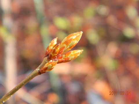 f:id:dk_hanaya:20110324093333j:plain f:id:dk_hanaya:20110324093333j:plain