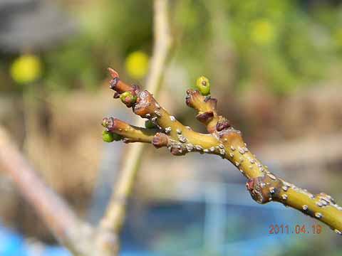 f:id:dk_hanaya:20110419105739j:plain f:id:dk_hanaya:20110419105739j:plain