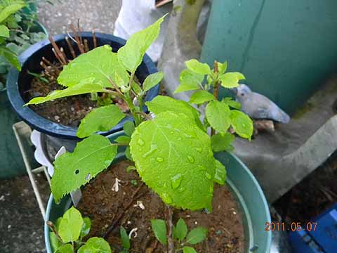 f:id:dk_hanaya:20110507185854j:plain f:id:dk_hanaya:20110507185854j:plain
