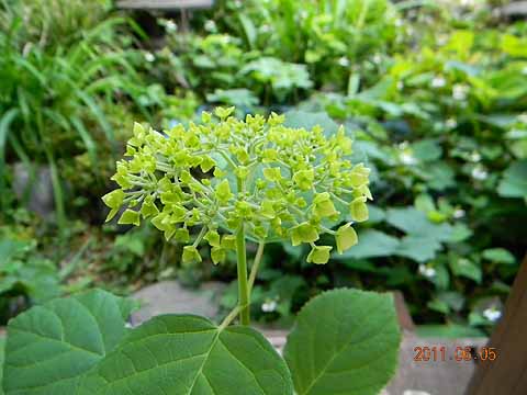 f:id:dk_hanaya:20110605153851j:plain f:id:dk_hanaya:20110605153851j:plain