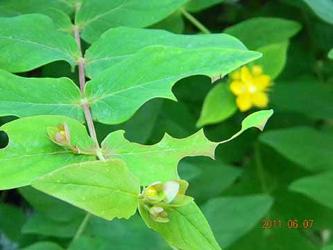 f:id:dk_hanaya:20110607181209j:plain