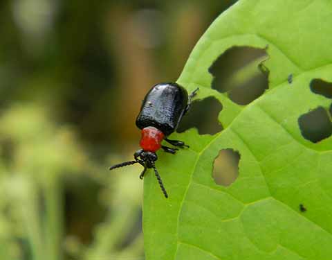 f:id:dk_hanaya:20110609104612j:plain