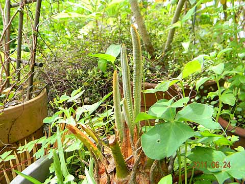 f:id:dk_hanaya:20110624112356j:plain