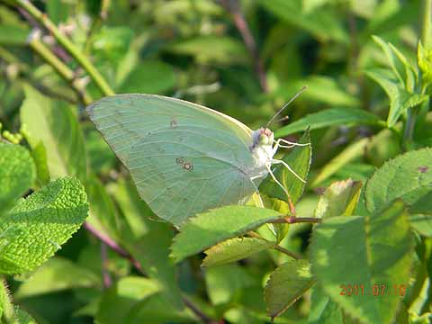 f:id:dk_hanaya:20110710164726j:plain f:id:dk_hanaya:20110710164726j:plain