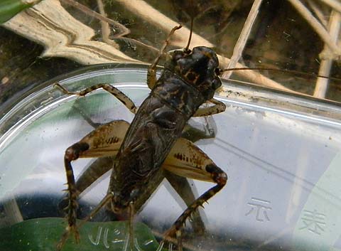 f:id:dk_hanaya:20110921083623j:plain