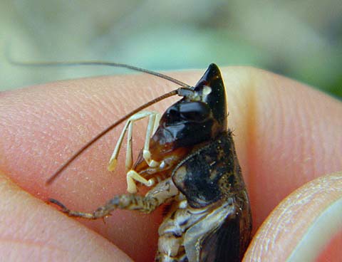 f:id:dk_hanaya:20110921083819j:plain