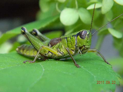 f:id:dk_hanaya:20110922155322j:plain f:id:dk_hanaya:20110922155322j:plain