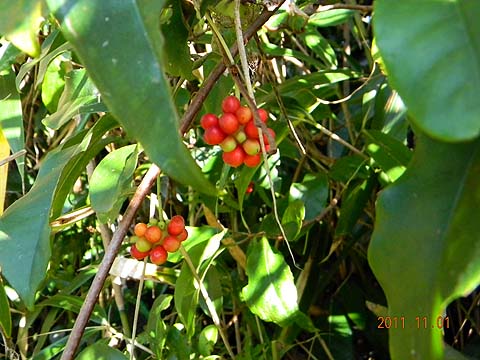f:id:dk_hanaya:20111101085820j:plain f:id:dk_hanaya:20111101085820j:plain