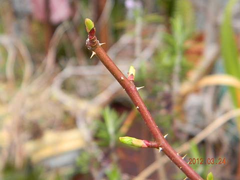 f:id:dk_hanaya:20120324084639j:plain f:id:dk_hanaya:20120324084639j:plain