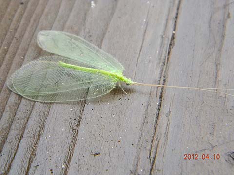 f:id:dk_hanaya:20120410093812j:plain f:id:dk_hanaya:20120410093812j:plain
