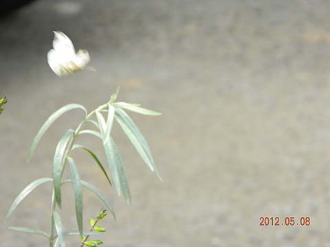 f:id:dk_hanaya:20120508122109j:plain f:id:dk_hanaya:20120508122109j:plain