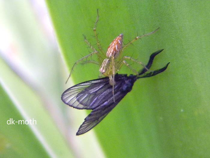 f:id:dk_hanaya:20120523055728j:plain