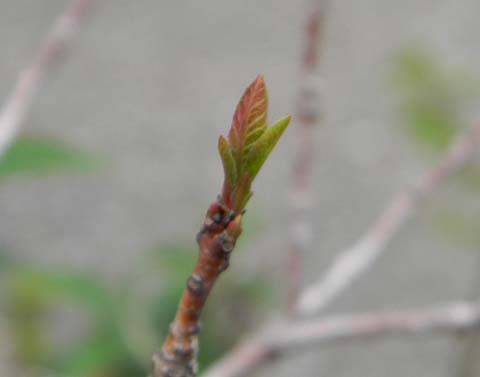 f:id:dk_hanaya:20130401164604j:plain