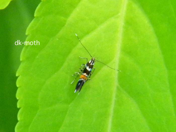 f:id:dk_hanaya:20130518090757j:plain