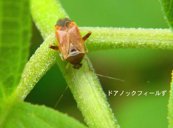 f:id:dk_hanaya:20130607094257j:plain f:id:dk_hanaya:20130607094257j:plain
