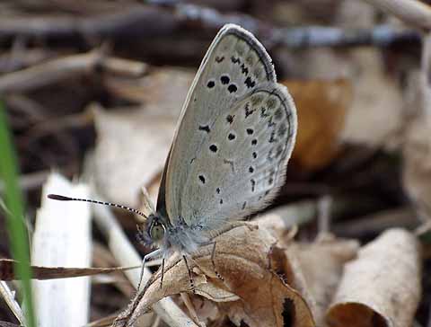 f:id:dk_hanaya:20131022094510j:plain