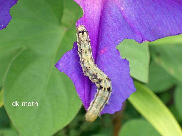 f:id:dk_hanaya:20140719092235j:plain