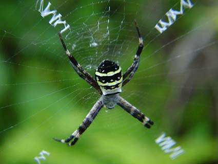 f:id:dk_hanaya:20140829065810j:plain