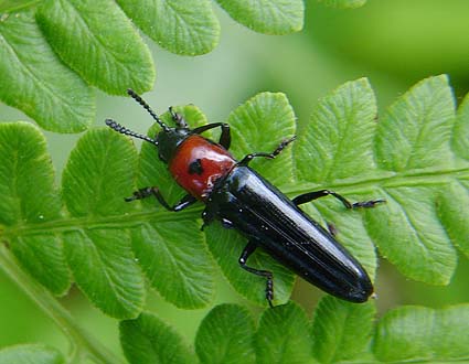 f:id:dk_hanaya:20140901153601j:plain