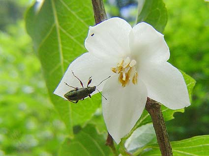 f:id:dk_hanaya:20140908205629j:plain