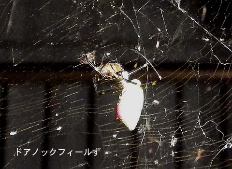 f:id:dk_hanaya:20140927190819j:plain f:id:dk_hanaya:20140927190819j:plain