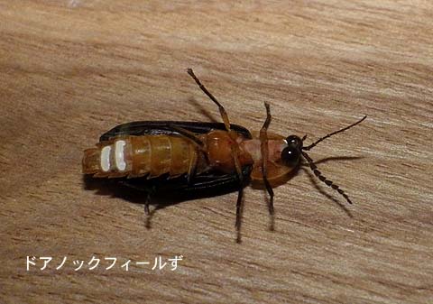 f:id:dk_hanaya:20140927191546j:plain f:id:dk_hanaya:20140927191546j:plain